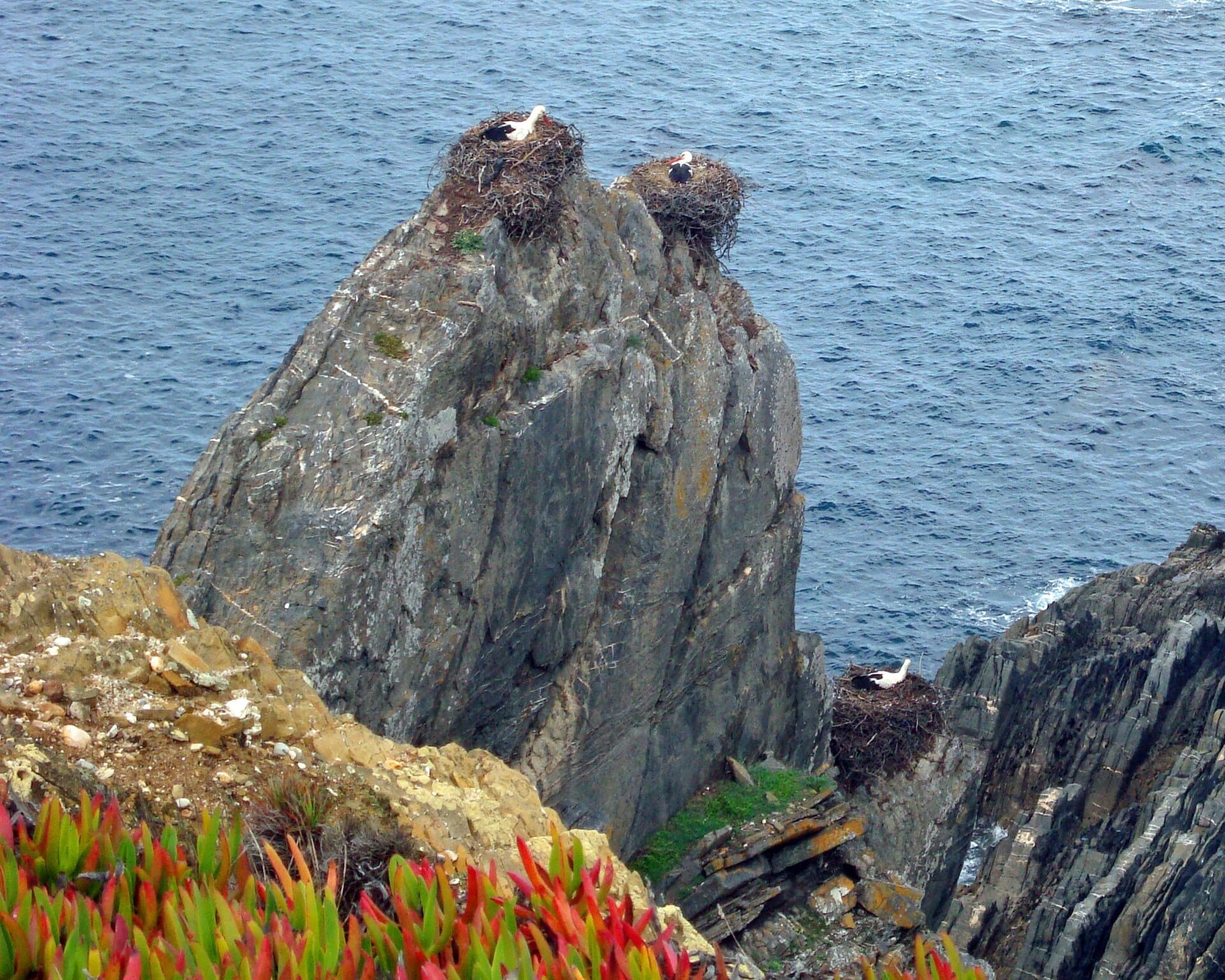 Cabo Sardão. The nest is the untidy bit on the left-hand pillar. — Photo: Xuaxo (CC BY-SA 3.0), via Wikimedia Commons